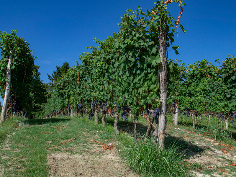 Grappoli Nebbiolo